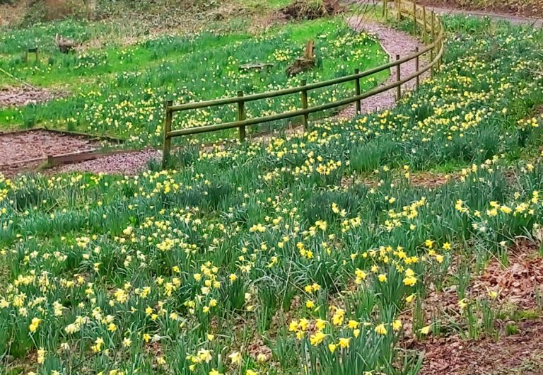 Daffodil Sunday Cancelled Kibblestone Campsite